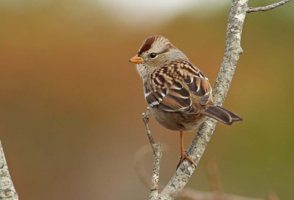 White-crowned Sparrow (Gambel's) - Ryan Schain