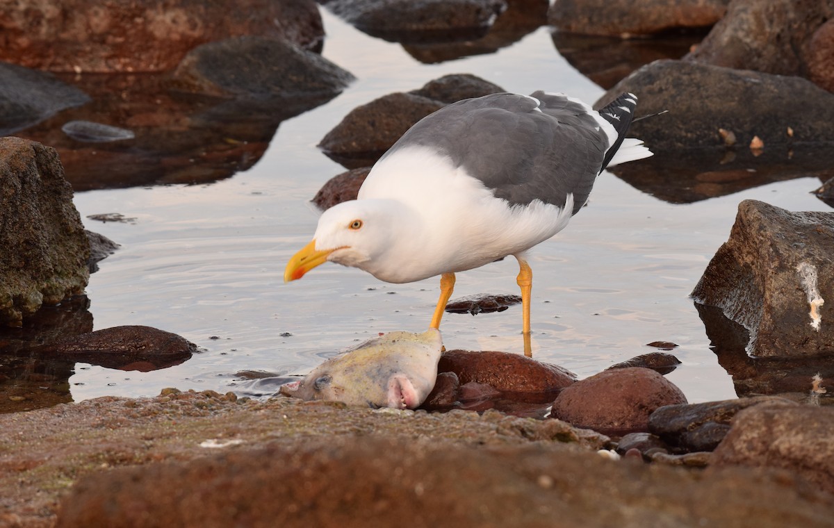 Yellow-footed Gull - ML41585391