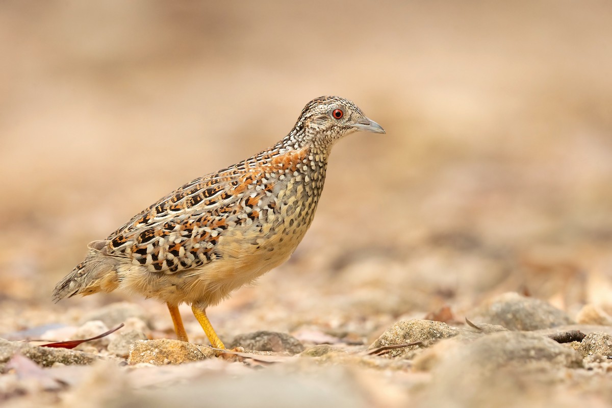 Painted Buttonquail - ML415854011