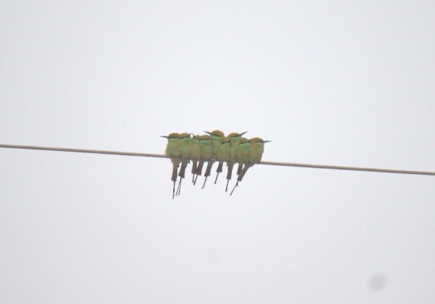 Asian Green Bee-eater - Raja Bandi