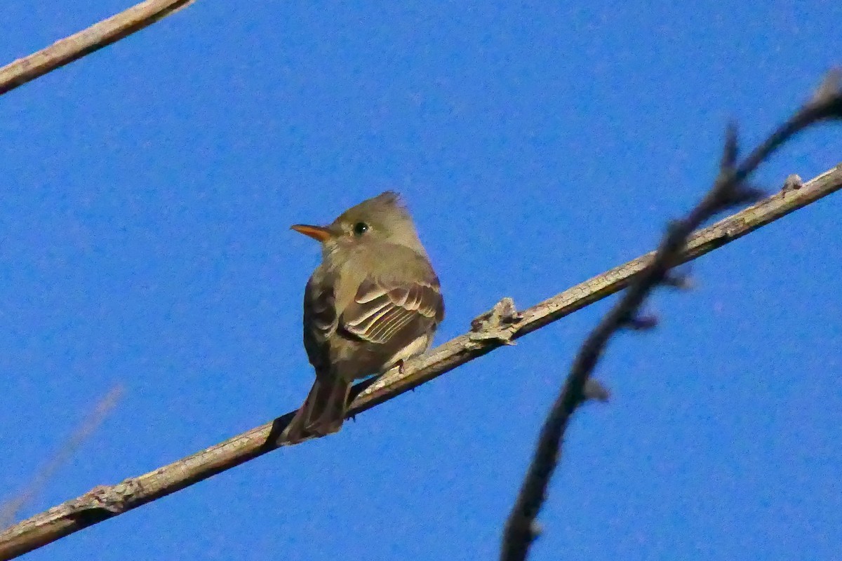 Greater Pewee - ML415856921