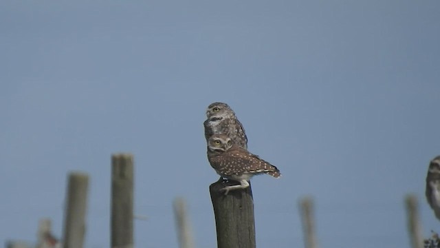 Burrowing Owl - ML415864311