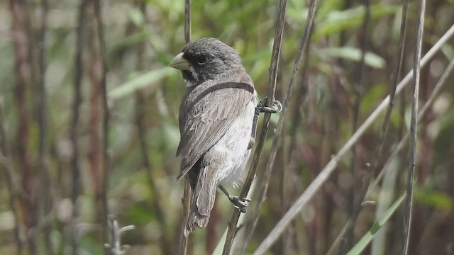 Double-collared Seedeater - ML415866491