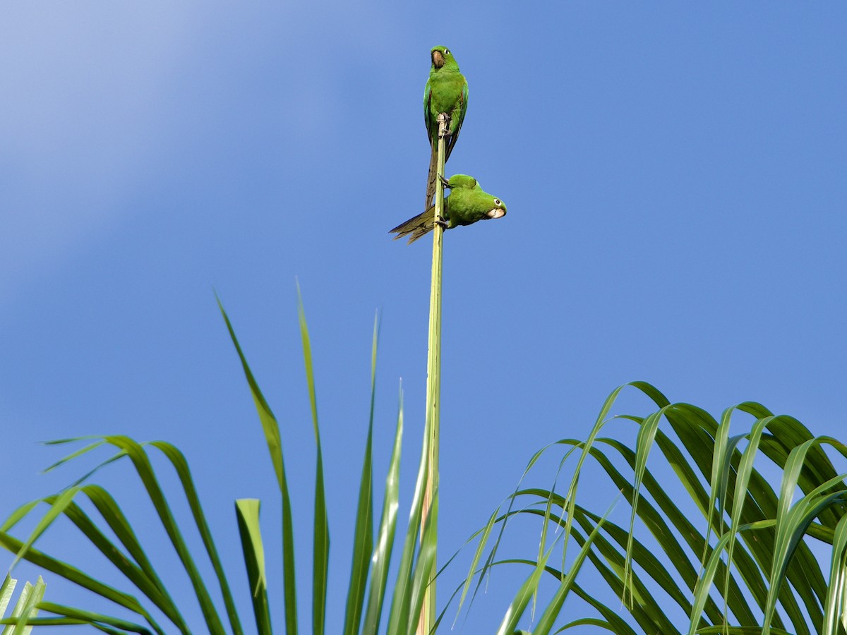 Hispaniolan Parakeet - ML415867011