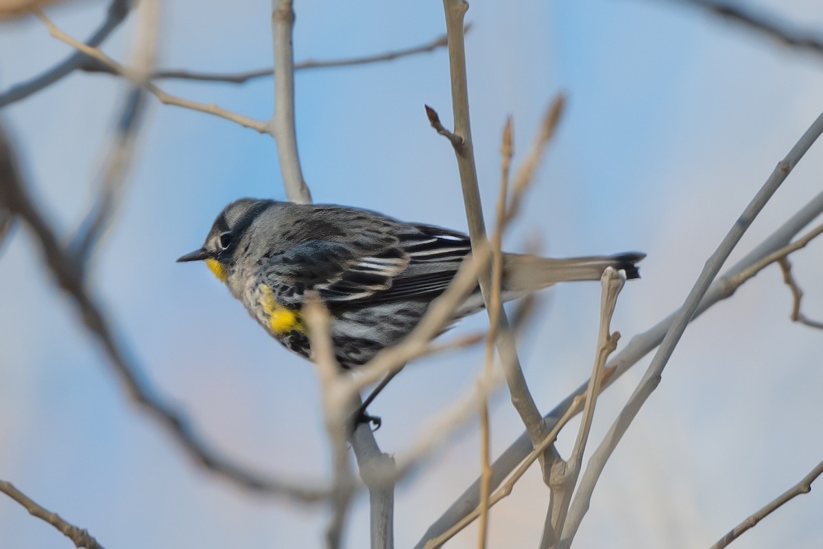 Yellow-rumped Warbler (Audubon's) - ML415867761