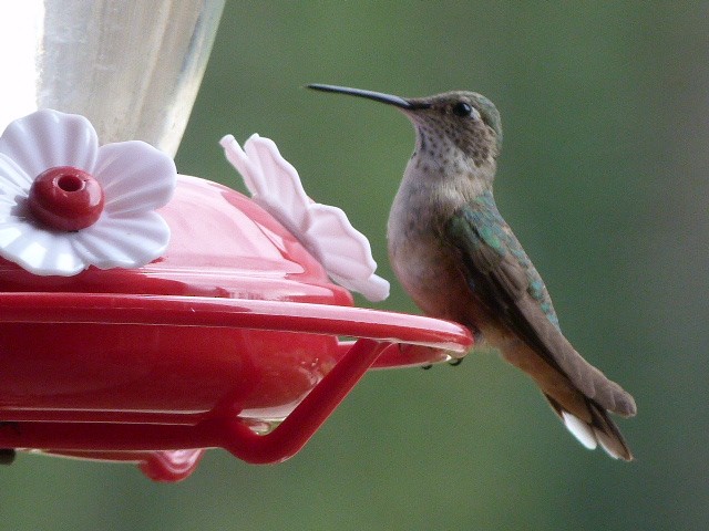 Broad-tailed Hummingbird - Doug Kibbe