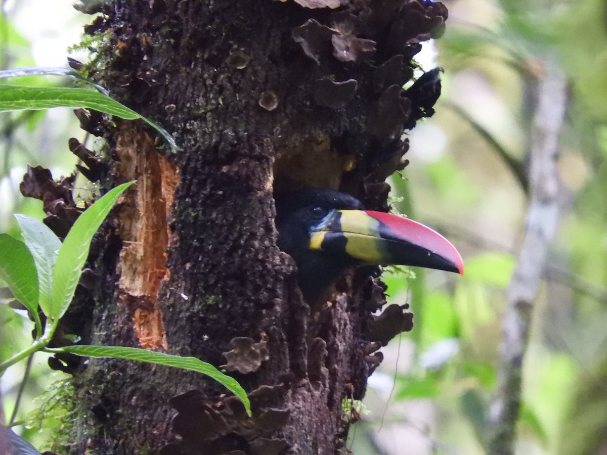 Gray-breasted Mountain-Toucan - ML415870151