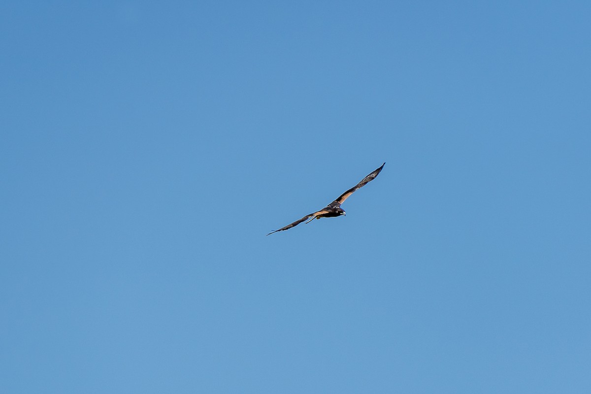 White-tailed Hawk - ML415873371