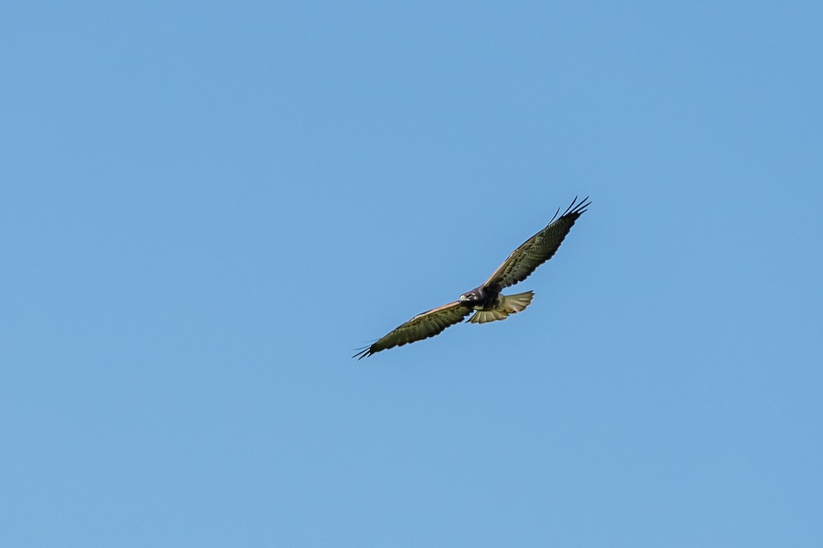 White-tailed Hawk - ML415873401