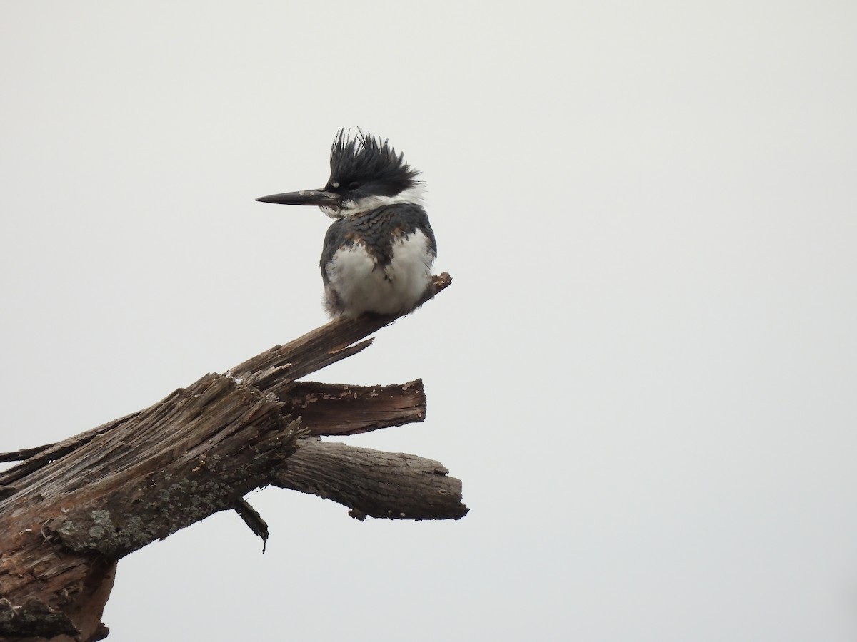 Belted Kingfisher - ML415890761