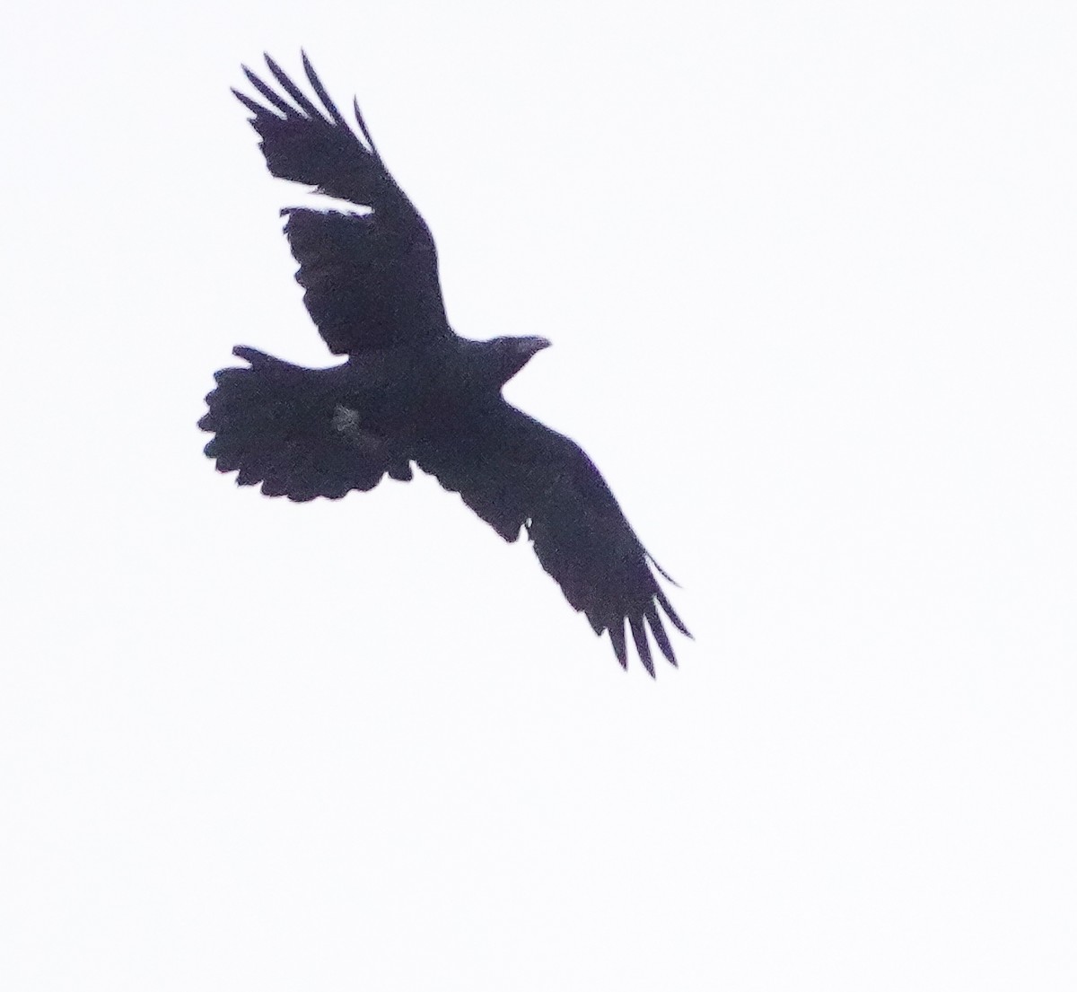 Common Raven - ML415895981