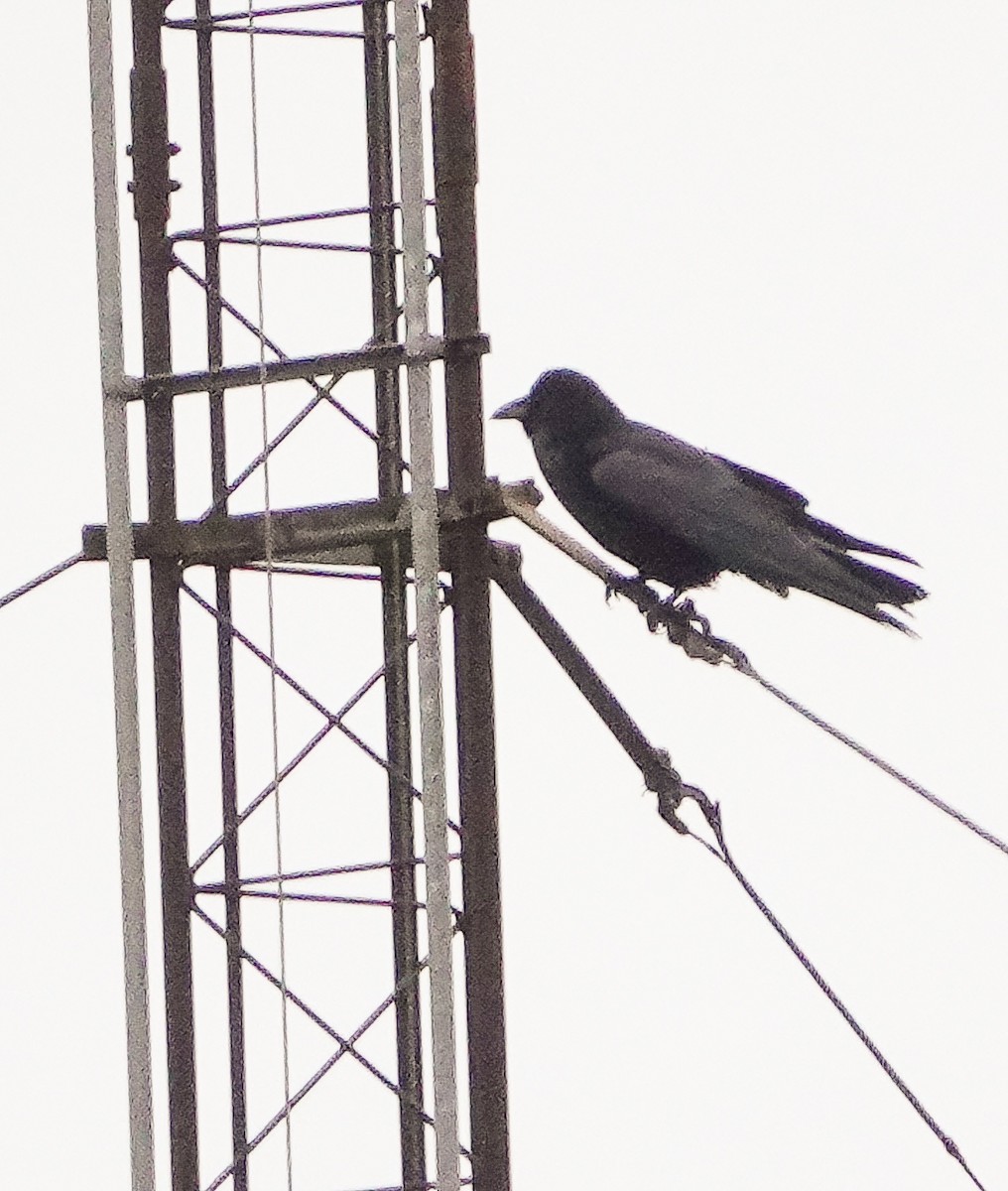 Common Raven - ML415895991