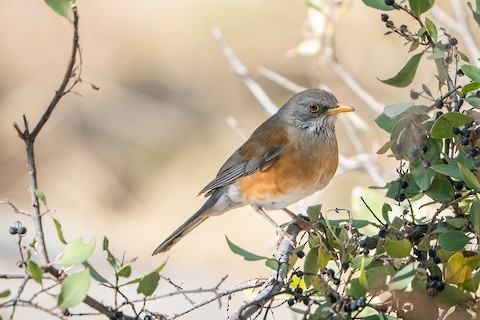 European Robin - eBird