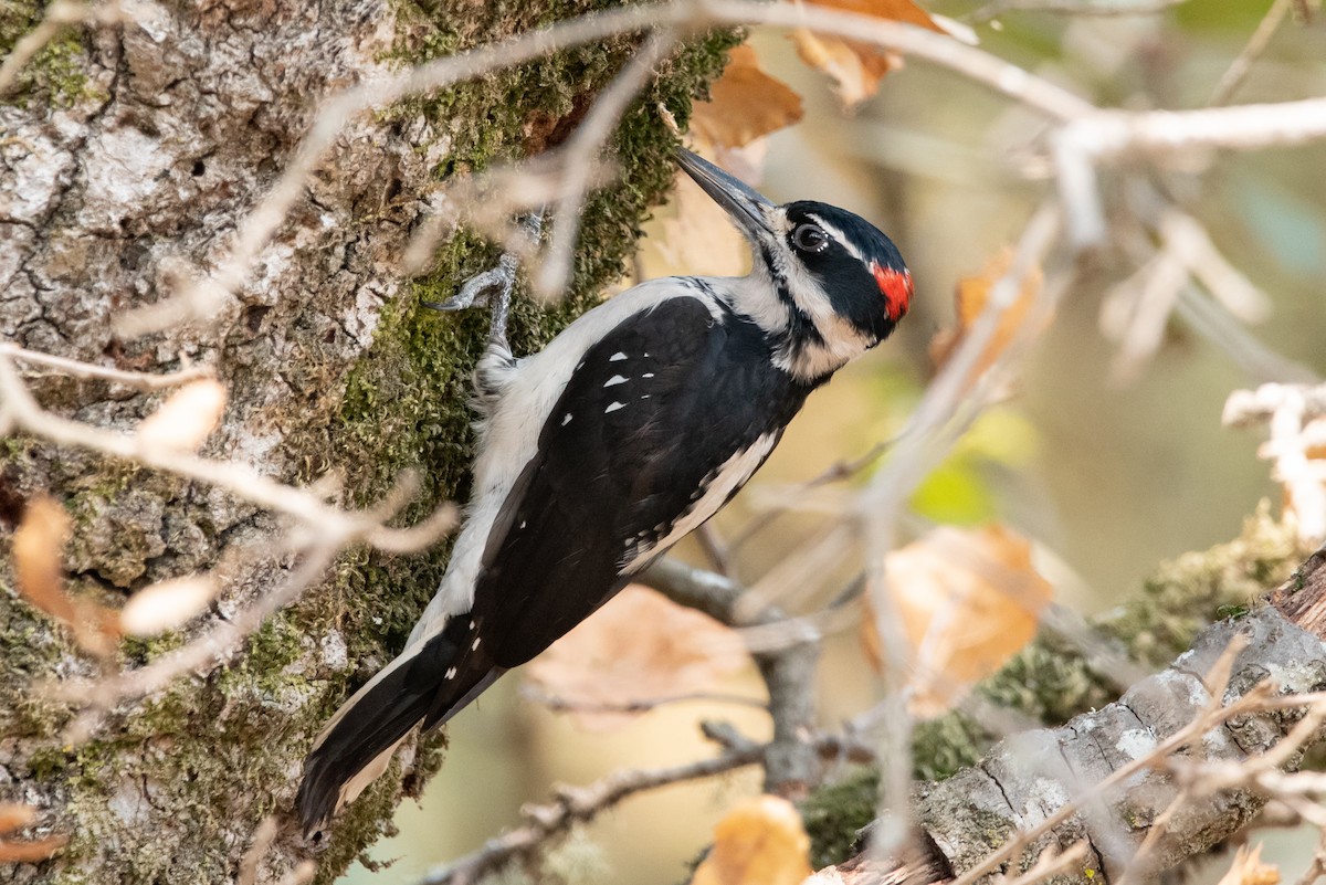 Hairy Woodpecker (Pacific) - Jing-Yi Lu