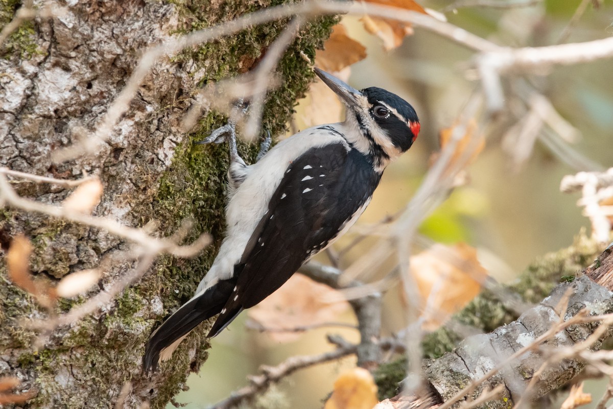 Hairy Woodpecker (Pacific) - ML415896961