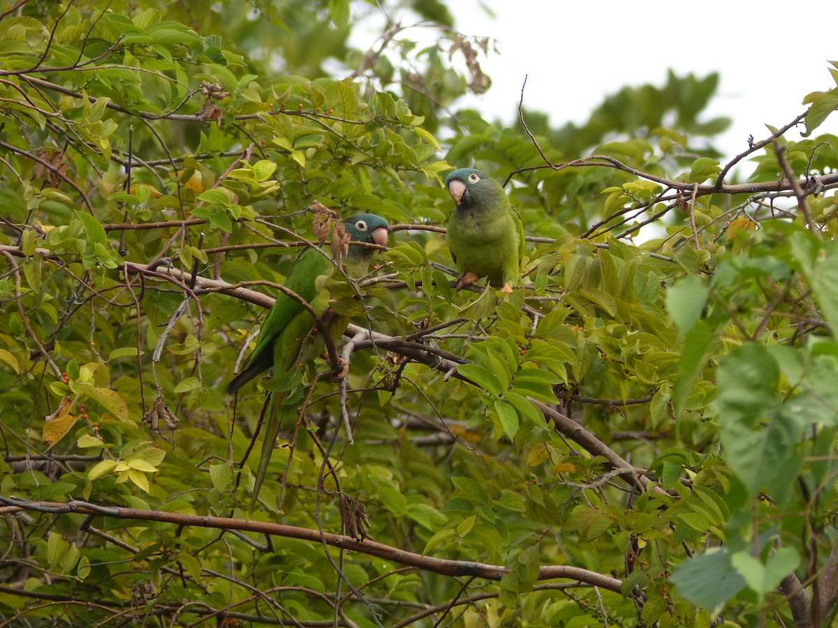 Blue-crowned Parakeet - Anonymous