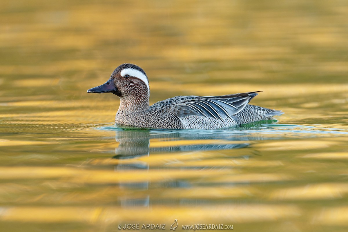 Garganey - Spatula querquedula - Media Search - Macaulay Library and eBird