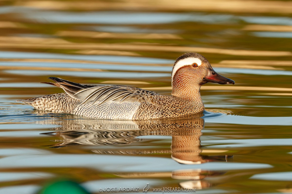 Garganey - Spatula querquedula - Media Search - Macaulay Library and eBird