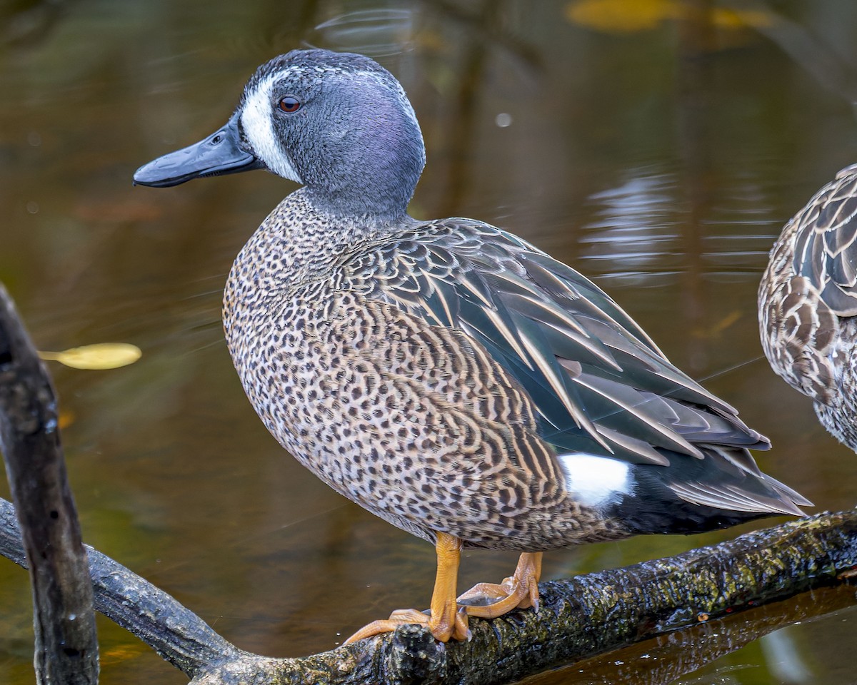 Blue-winged Teal - ML415905151