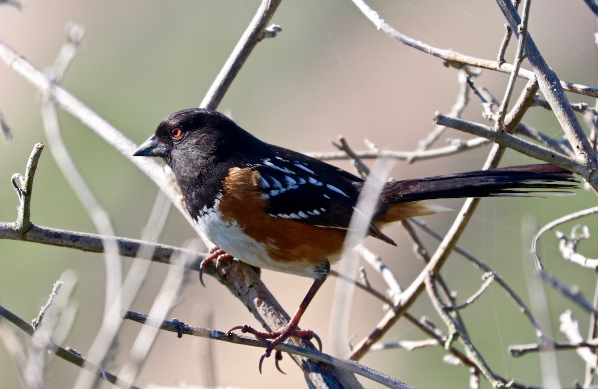 Spotted Towhee - ML415909651