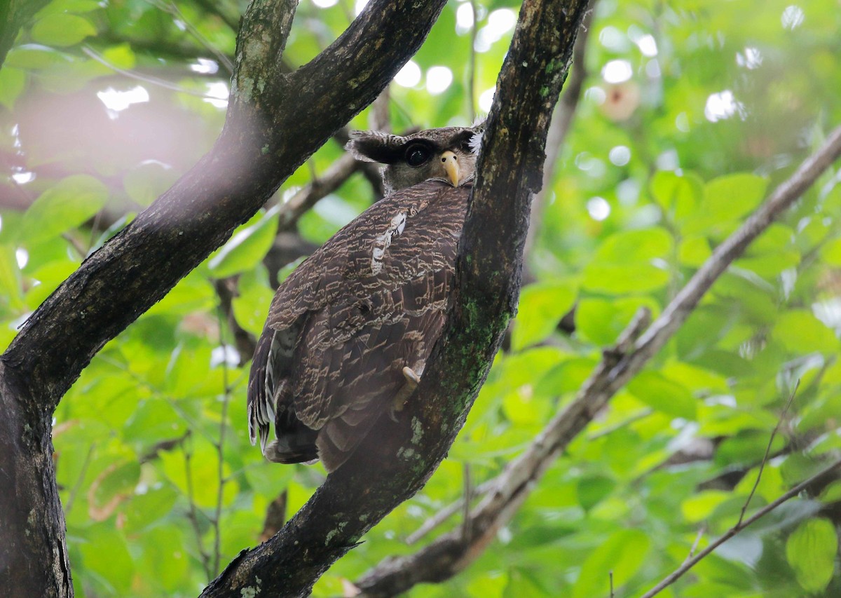 Barred Eagle-Owl - ML41591381