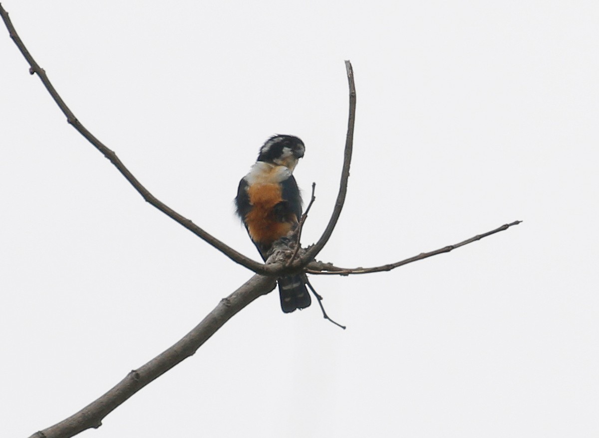 Black-thighed Falconet - Neoh Hor Kee