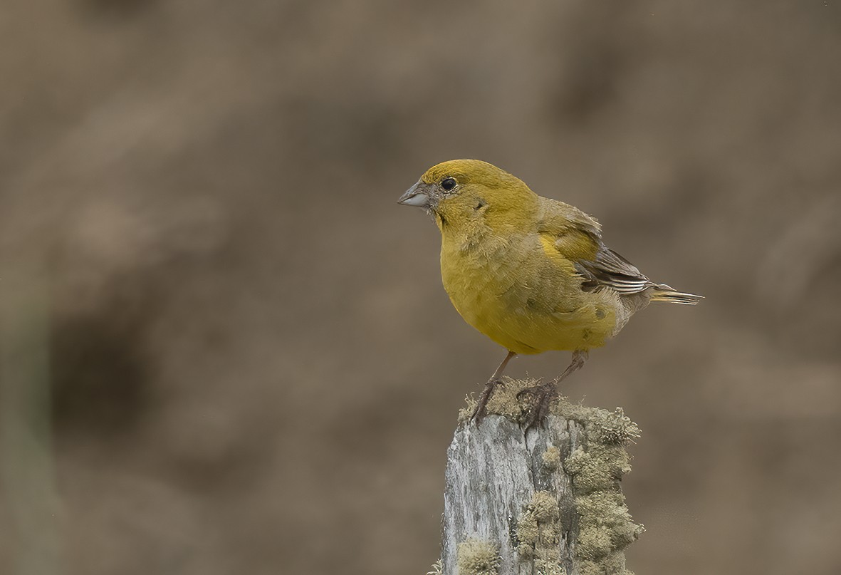 Patagonian Yellow-Finch - ML415918201