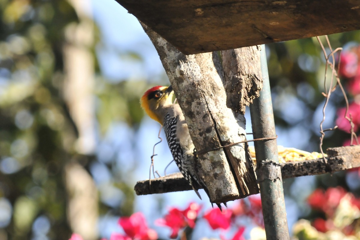 Golden-cheeked Woodpecker - ML41592071
