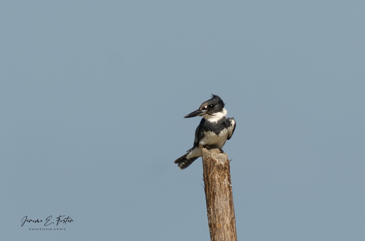 Belted Kingfisher - ML415931031