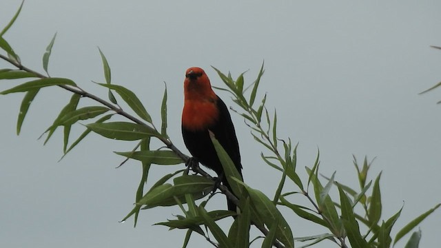 Scarlet-headed Blackbird - ML415932181