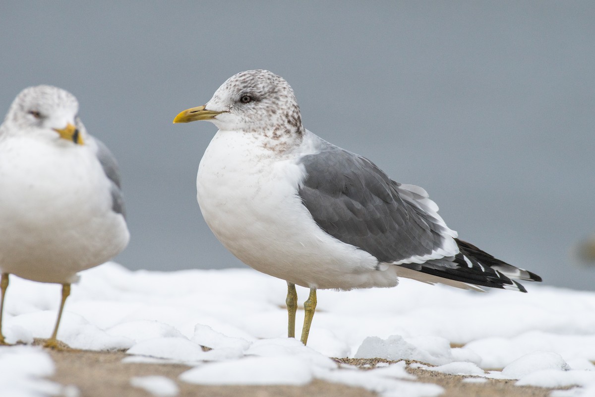 Common Gull (Kamchatka) - Cody Limber