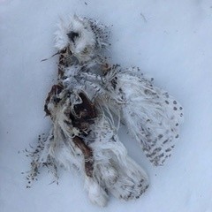 Snowy Owl - ML415933891