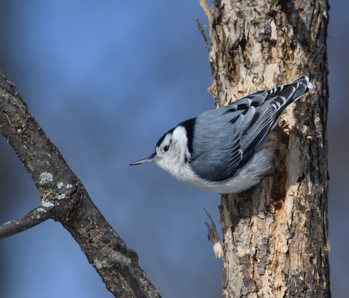 White-breasted Nuthatch - Louis Lemay