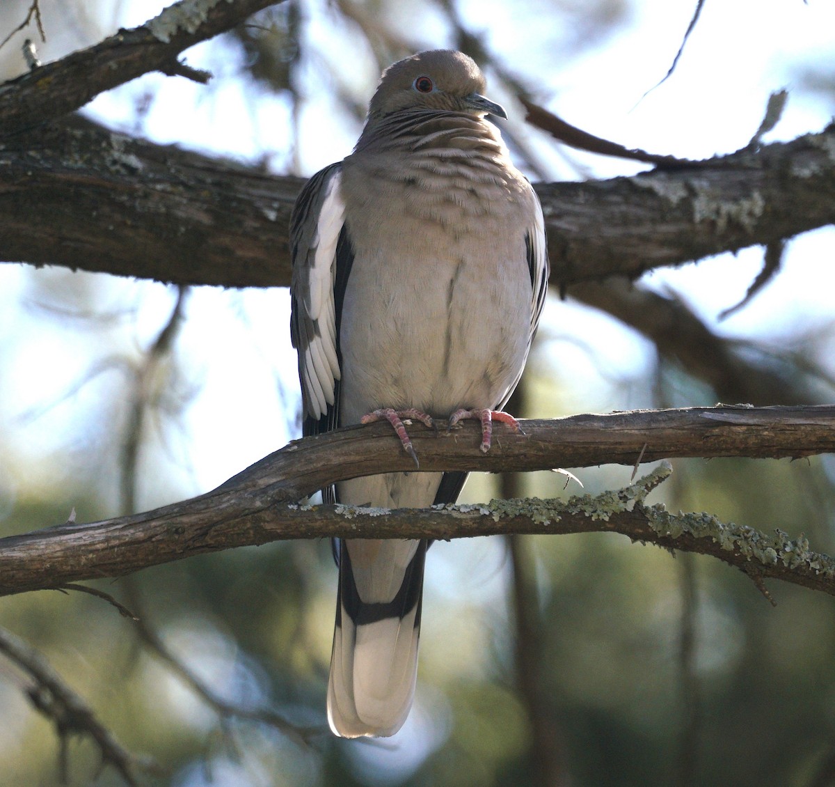 White-winged Dove - ML415934501