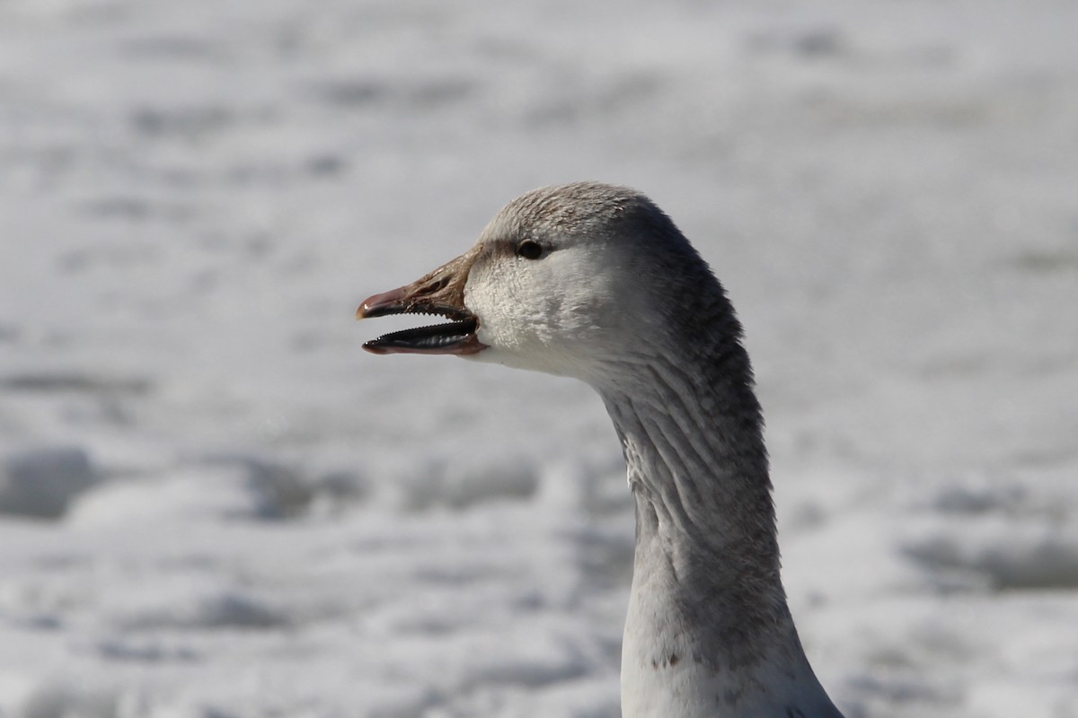 Snow Goose - Coen Kliewer
