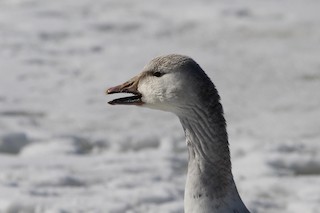 Snow Goose, ML415935541