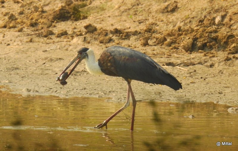 Asian Woolly-necked Stork - Mittal Gala