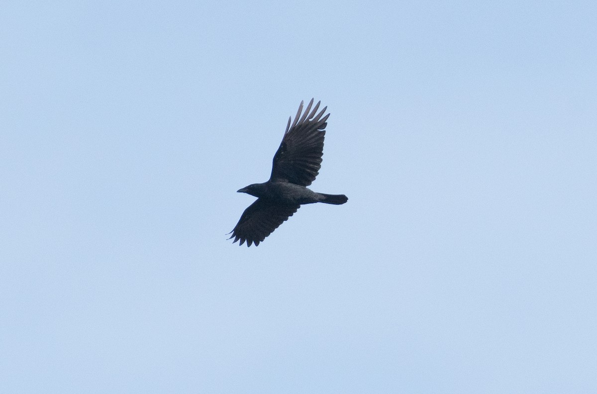 American Crow - ML415935781