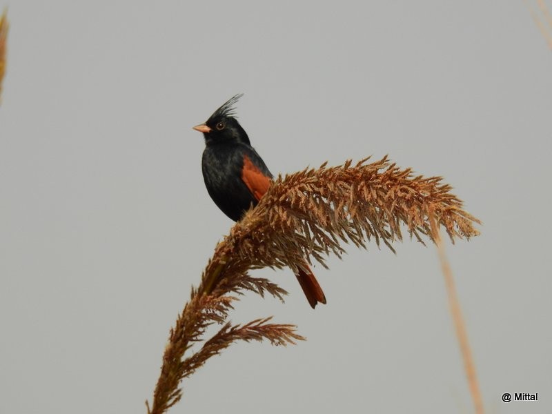 Crested Bunting - Mittal Gala