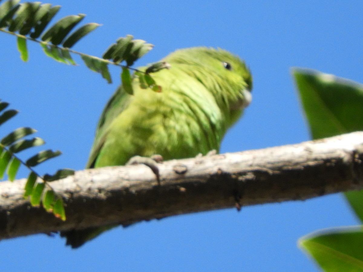 papoušíček mexický (ssp. cyanopygius) - ML415943421