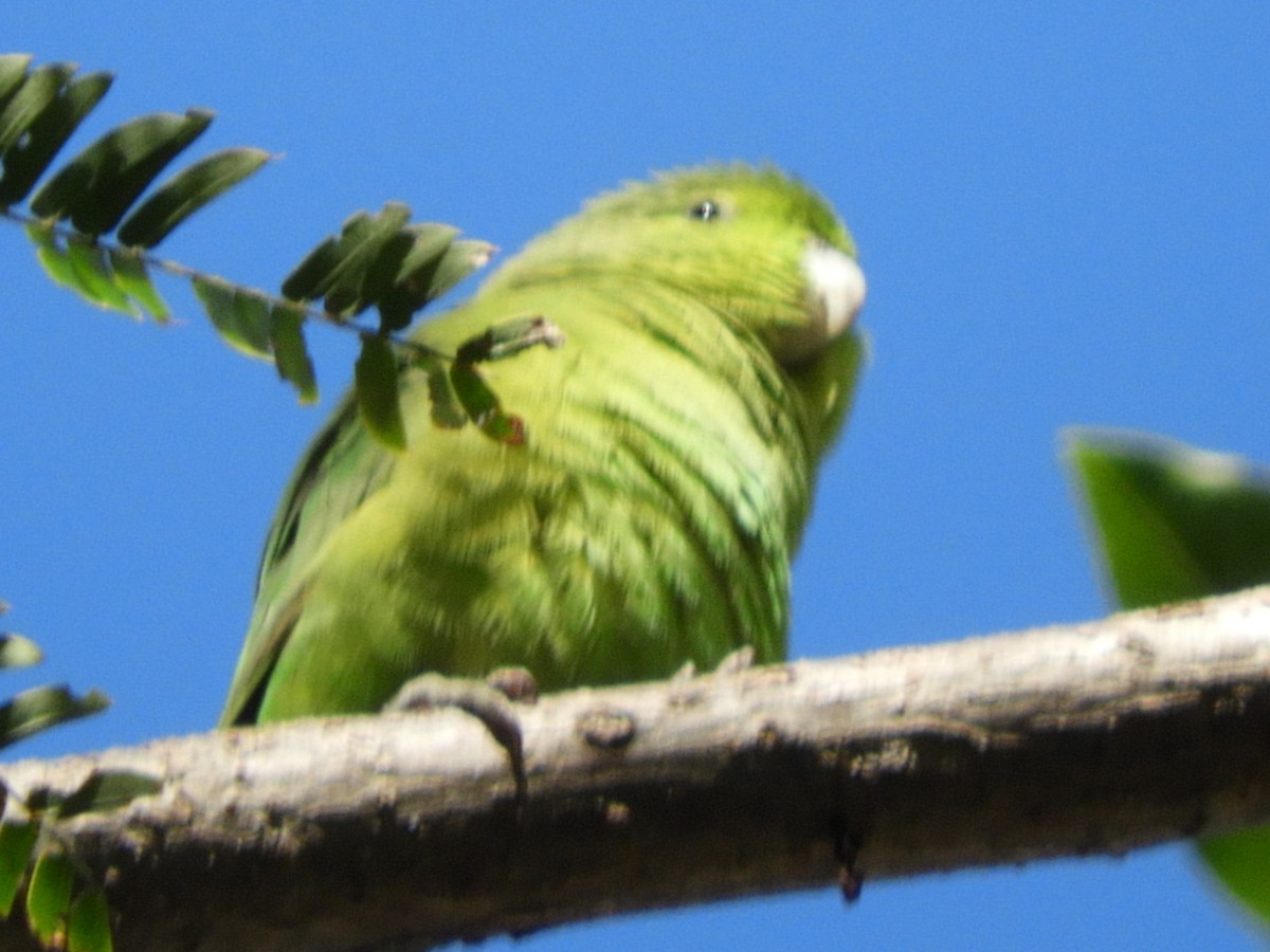 Meksika Serçe Papağanı (cyanopygius) - ML415943441