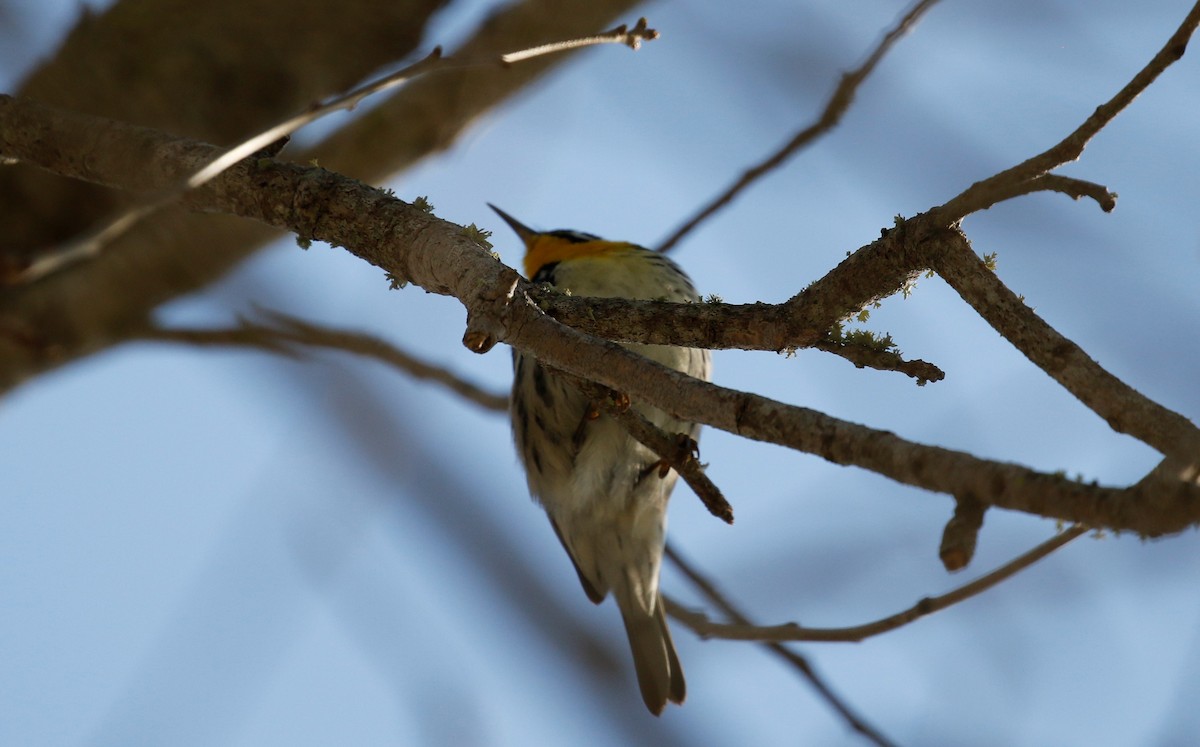 Yellow-throated Warbler - Anne Ruben