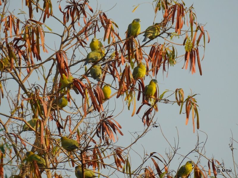 Yellow-footed Green-Pigeon - Mittal Gala