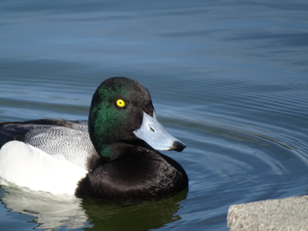 Greater Scaup - ML415946751