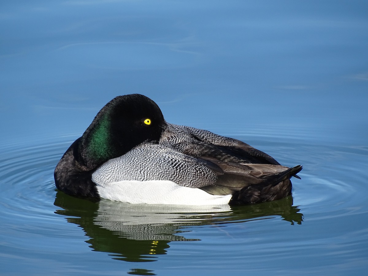 Greater Scaup - ML415946811