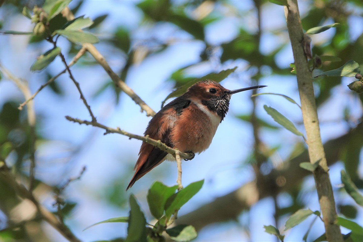 Allen's Hummingbird - Steve Rogow