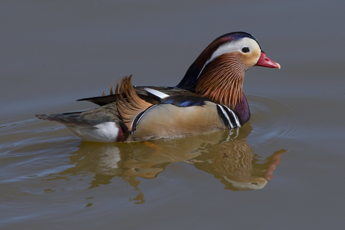 Mandarin Duck - ML415952431