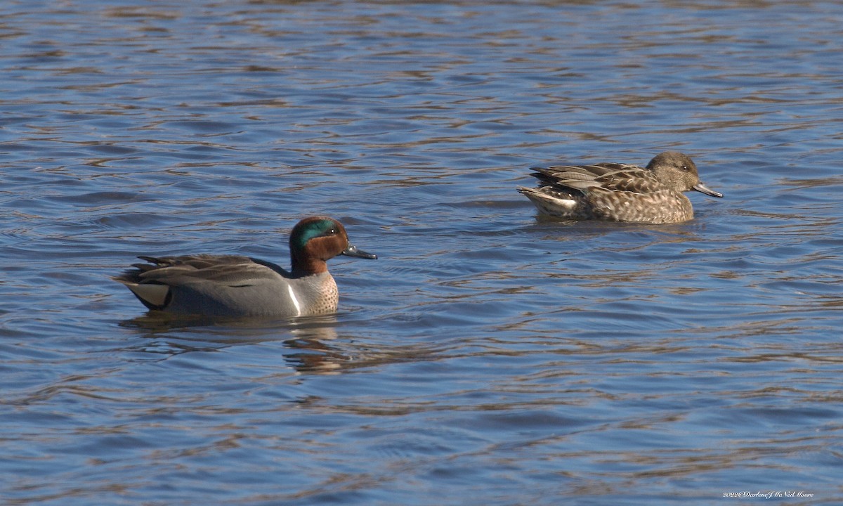 Green-winged Teal - ML415961901