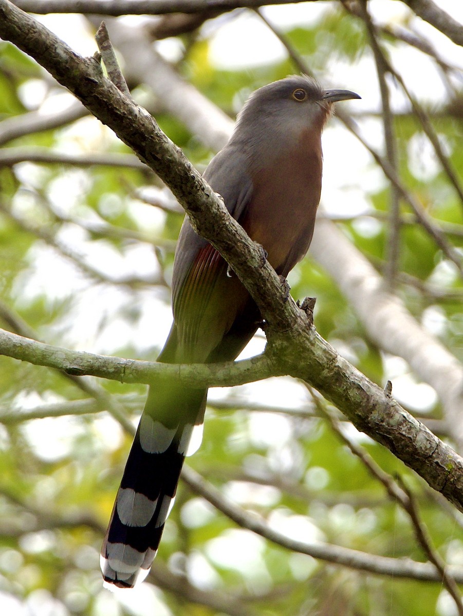 Bay-breasted Cuckoo - ML415967401