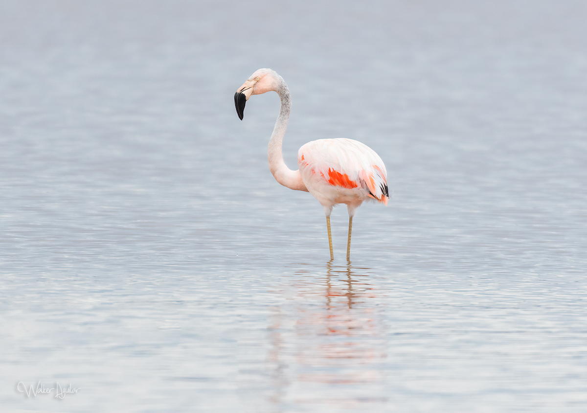 Şili Flamingosu - ML415971711